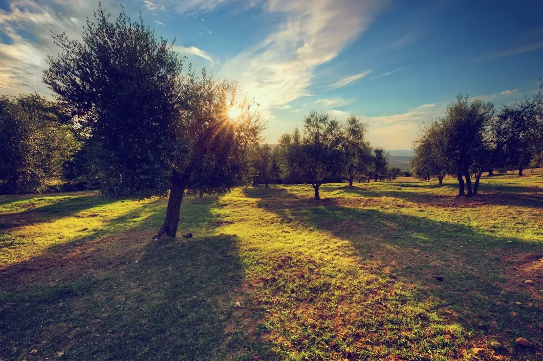 Olives Field 1